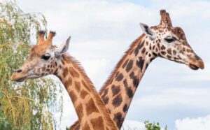 Noah's Ark Zoo Farm helps pioneer the future of global species conservation 150 Noah's Ark Zoo Farm helps pioneer the future of global species conservation