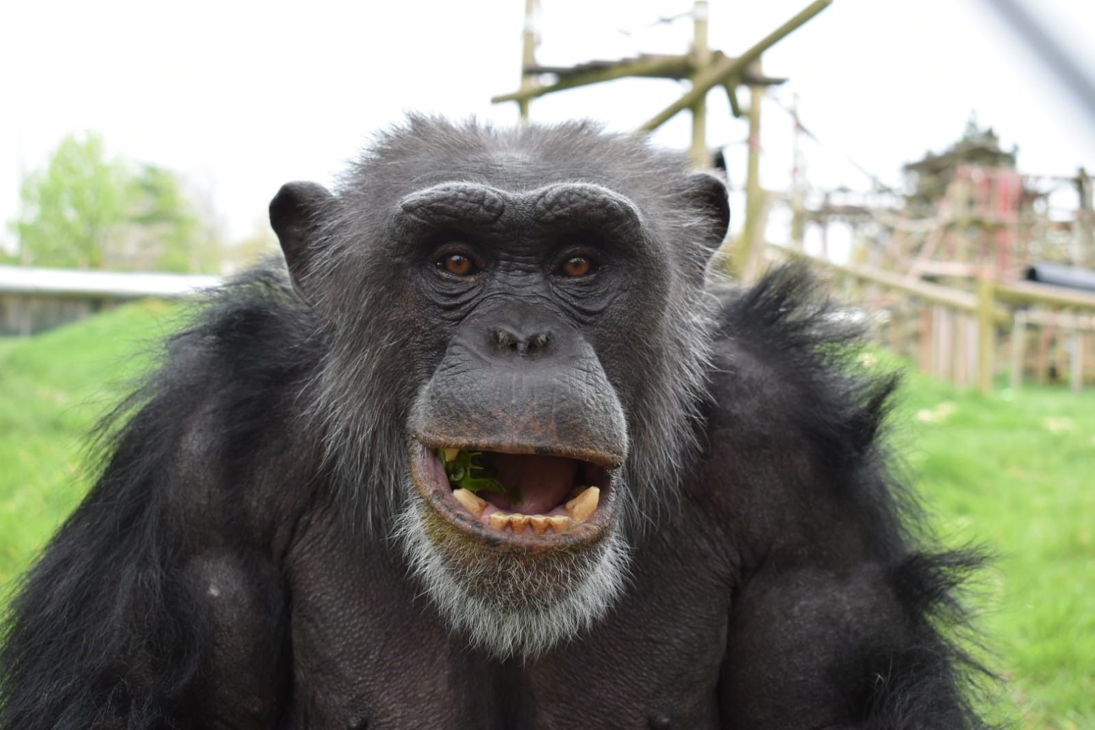 Monkey World Ape Rescue Centre