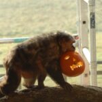 Spook-tacular deals for Halloween at Monkey World!