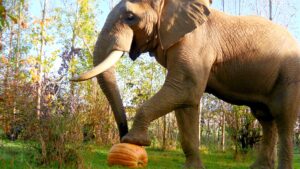 From Poo to Pumpkins – Noah’s Ark celebrates ‘jumbo’ elephant grown-crop! 226 From Poo to Pumpkins – Noah’s Ark celebrates ‘jumbo’ elephant grown-crop!