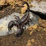 Get up close to a pair of Emperor Scorpions this half term!