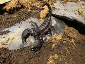 Get up close to a pair of Emperor Scorpions this half term!