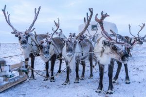 Reindeer and Christmas Reindeer Experiences