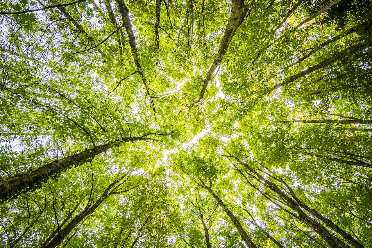 International Day of Forests – 21 March 2020 2