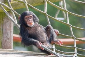 Monkey World - Ape Rescue Centre 3