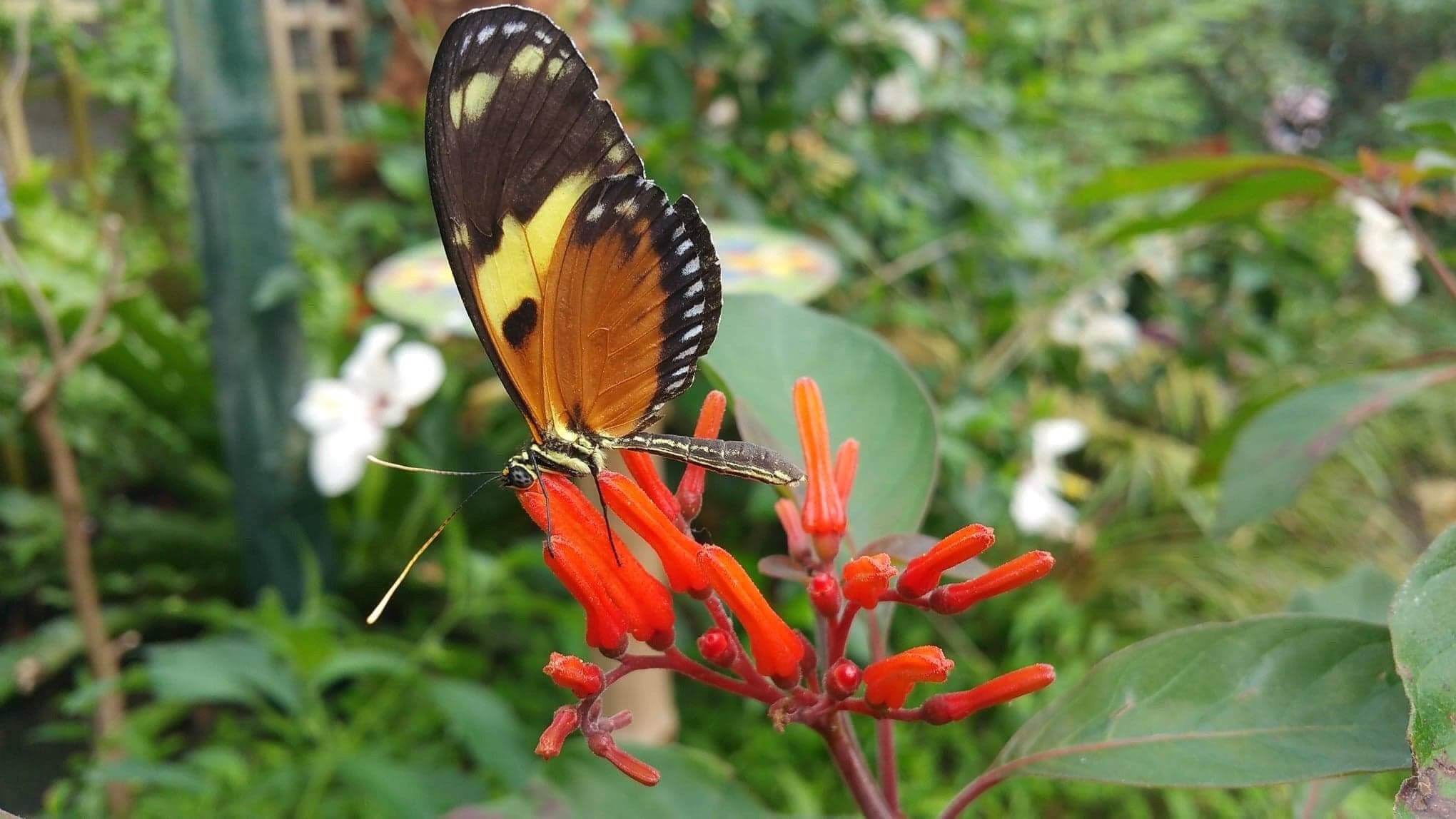 Stratford Butterfly Farm